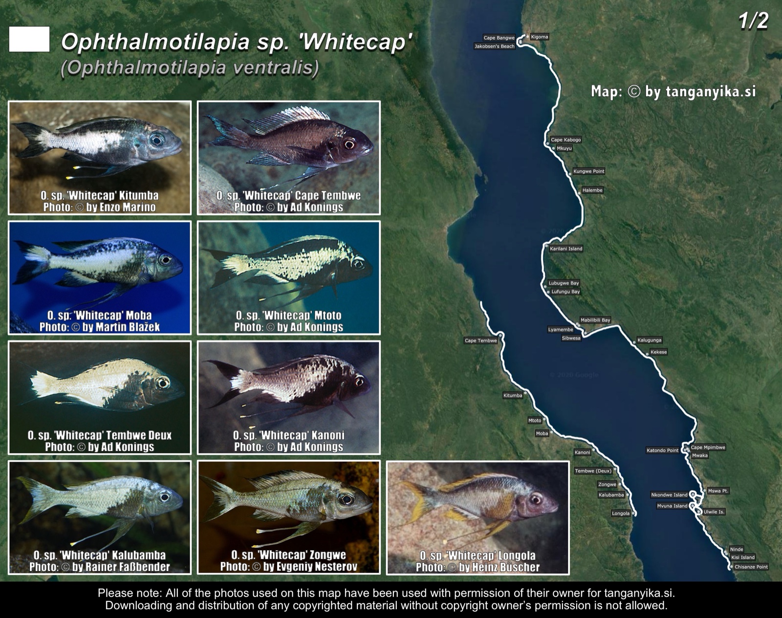 Ophthalmotilapia sp. 'Whitecap' (1/2) distribution map