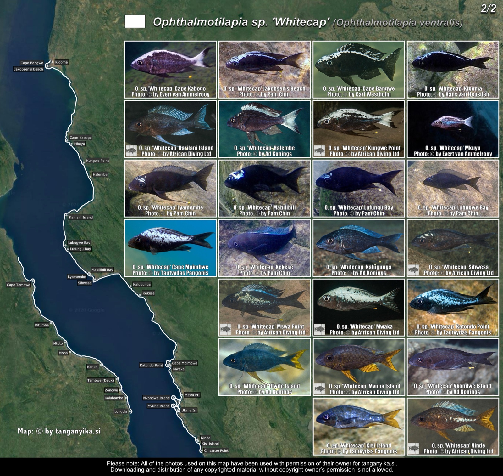Ophthalmotilapia sp. 'Whitecap' (2/2) distribution map