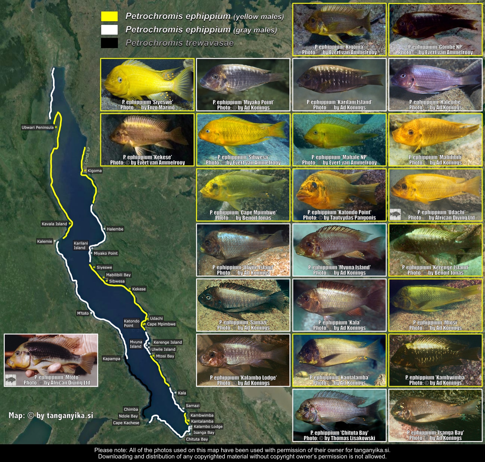 Petrochromis ephippium distribution map