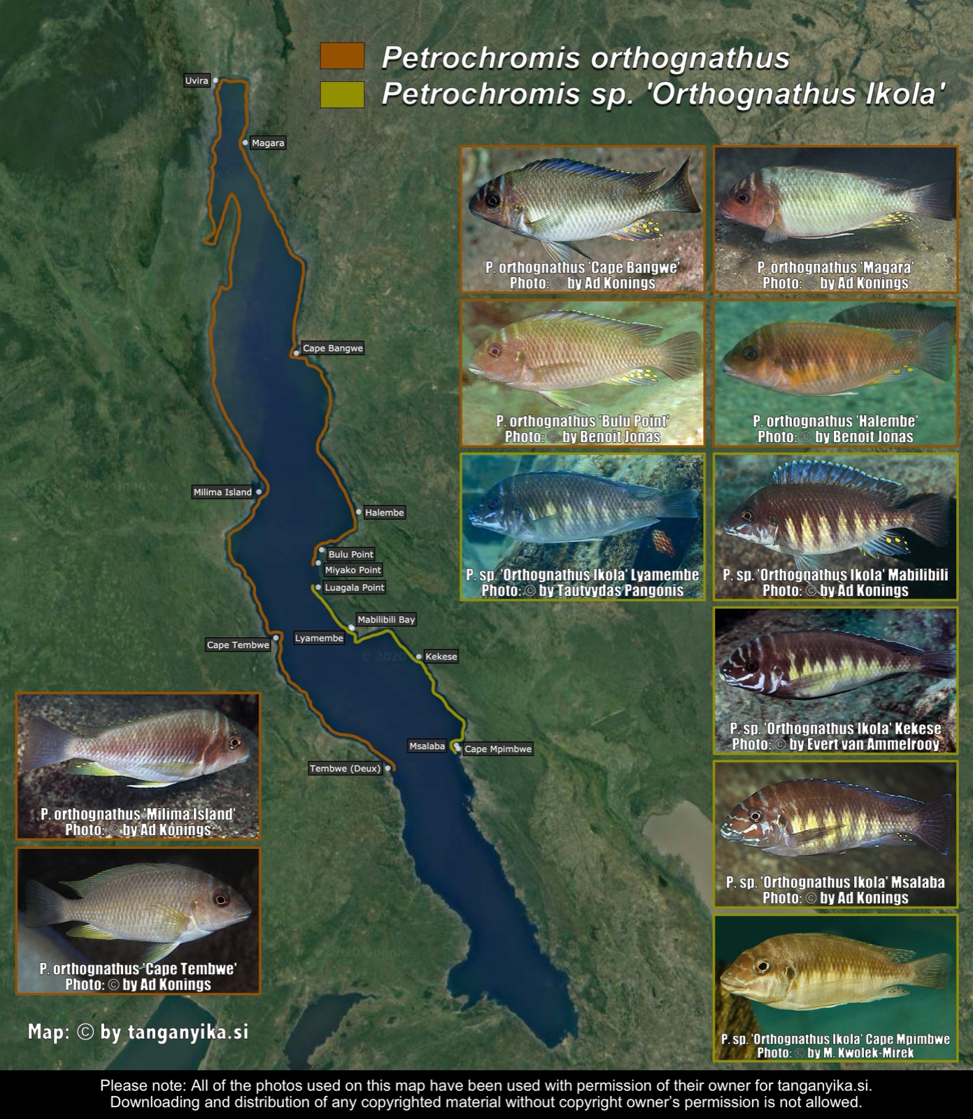 Petrochromis orthognathus & Petrochromis sp. 'Orthognathus Ikola' distribution map
