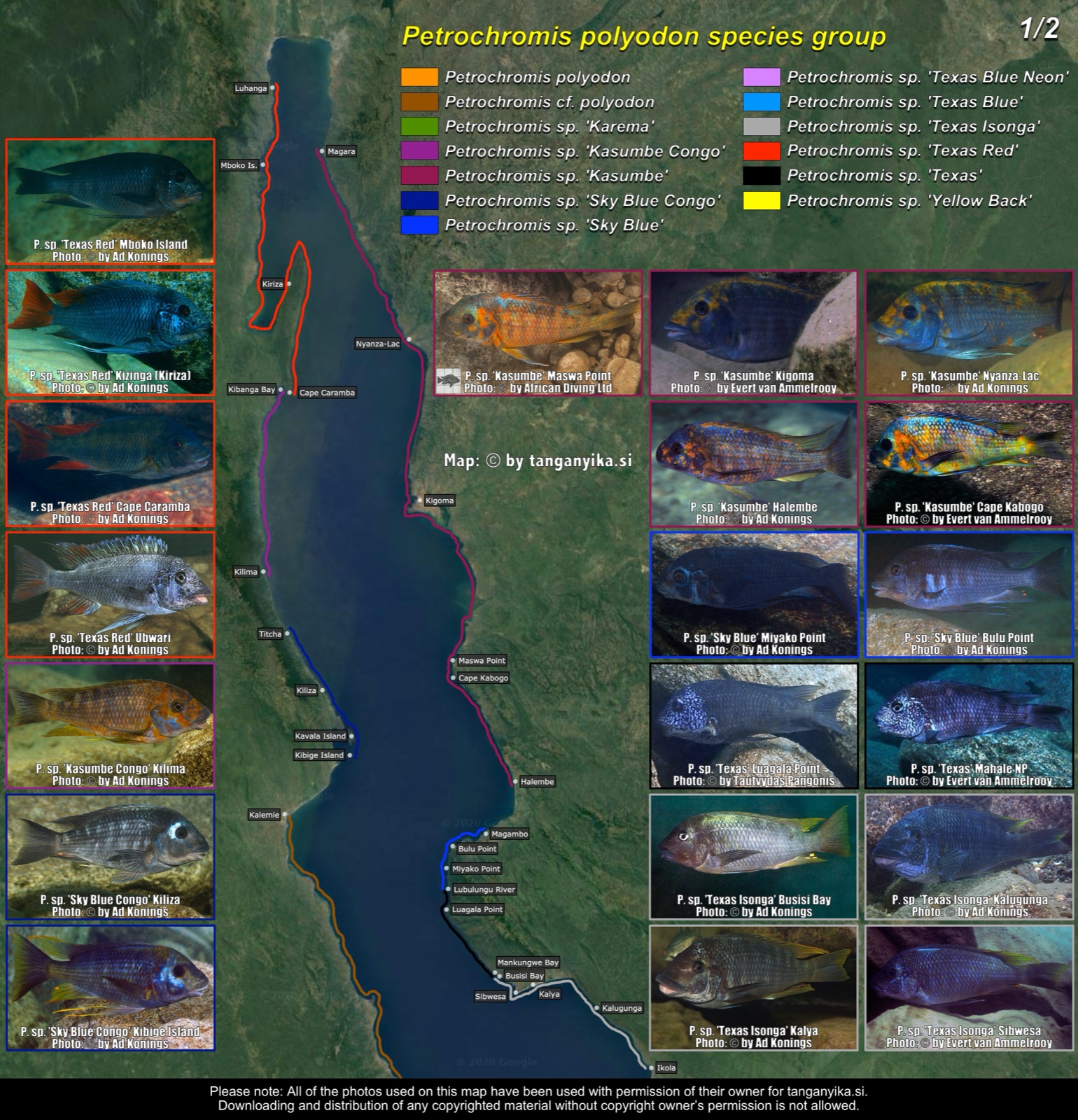 Petrochromis polyodon species group (1/2) distribution map