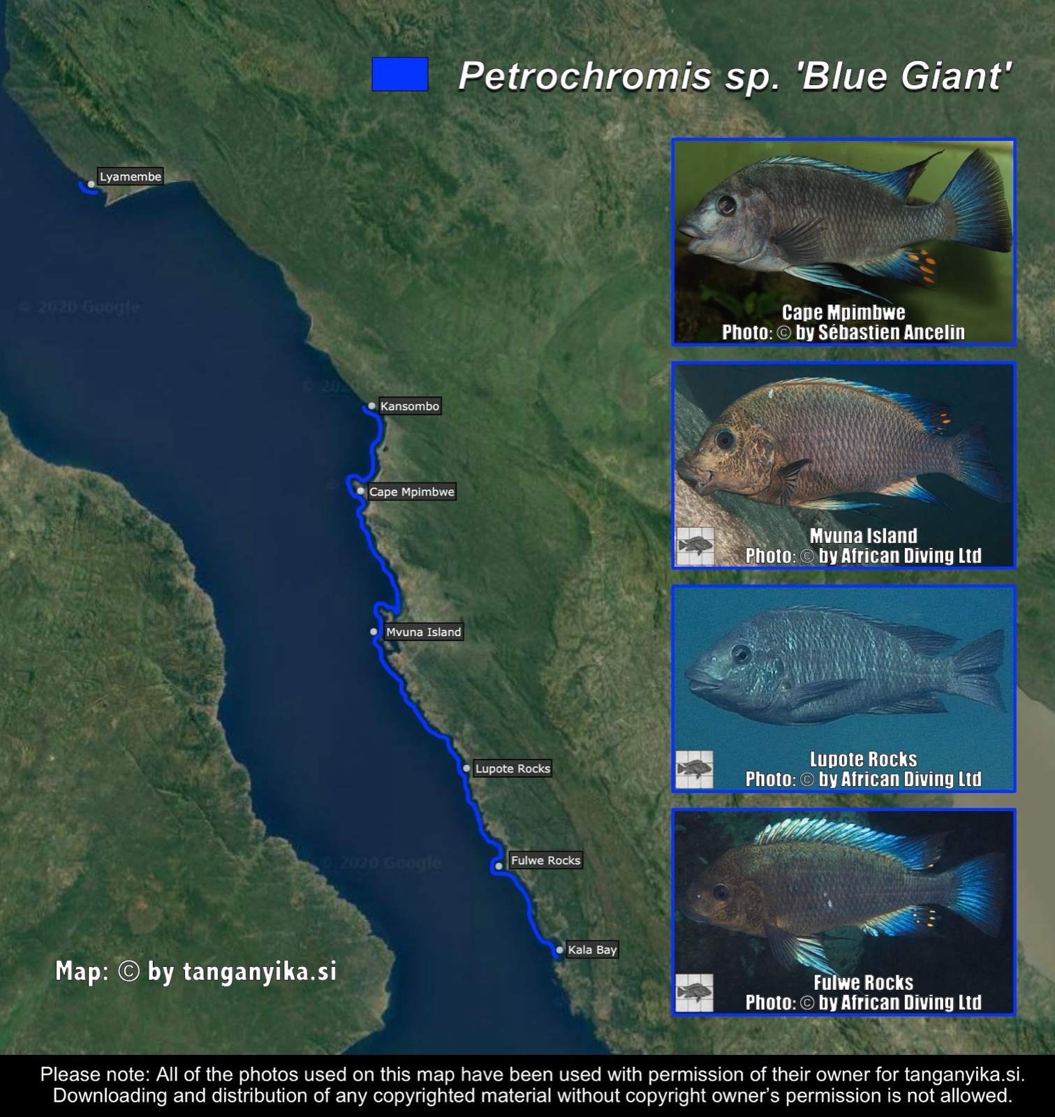 Petrochromis sp. 'Blue Giant' distribution map