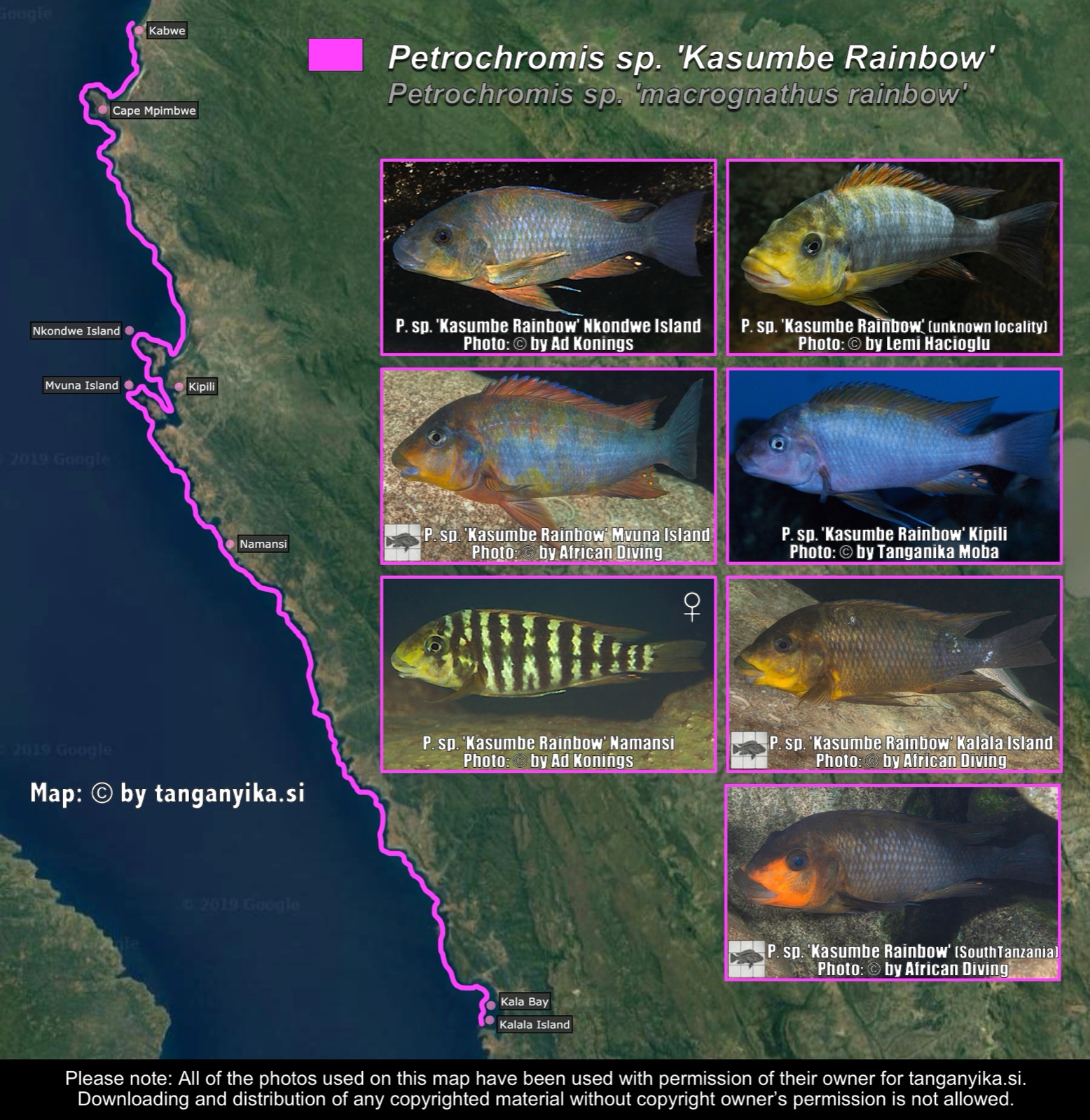 Petrochromis sp. 'Kasumbe Rainbow' distribution map