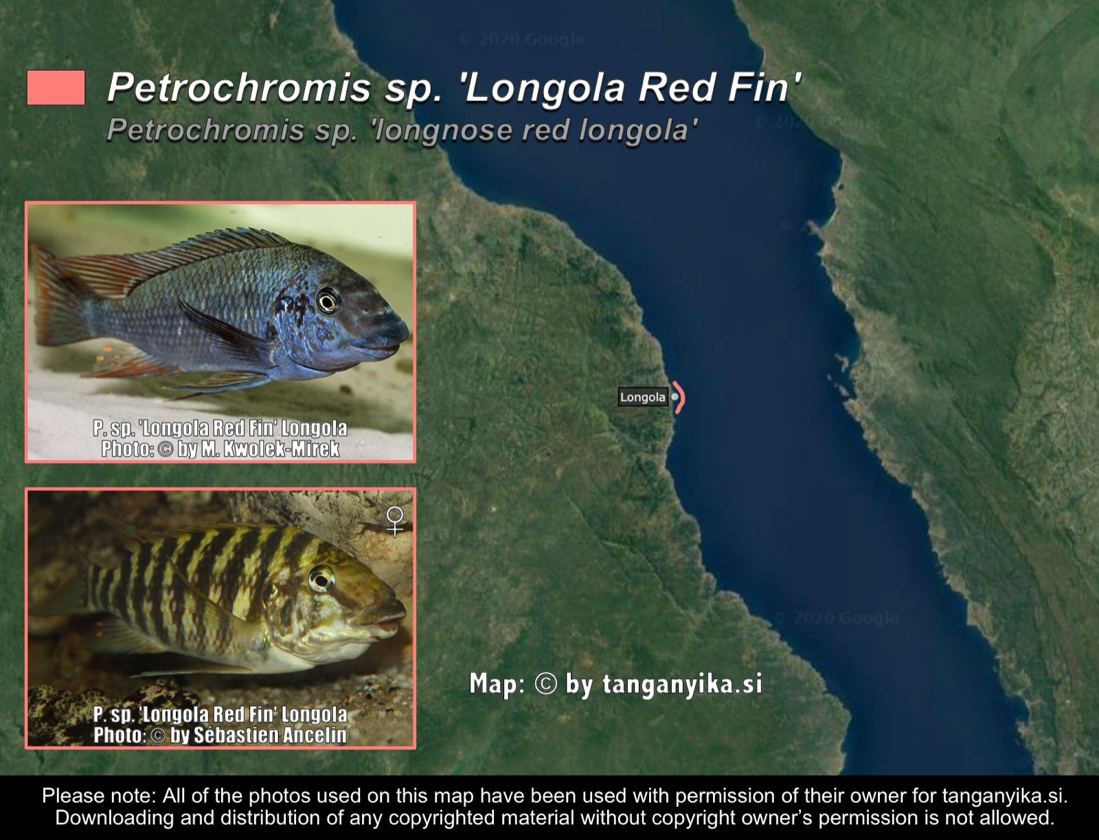 Petrochromis sp. 'Longola Red Fin' distribution map