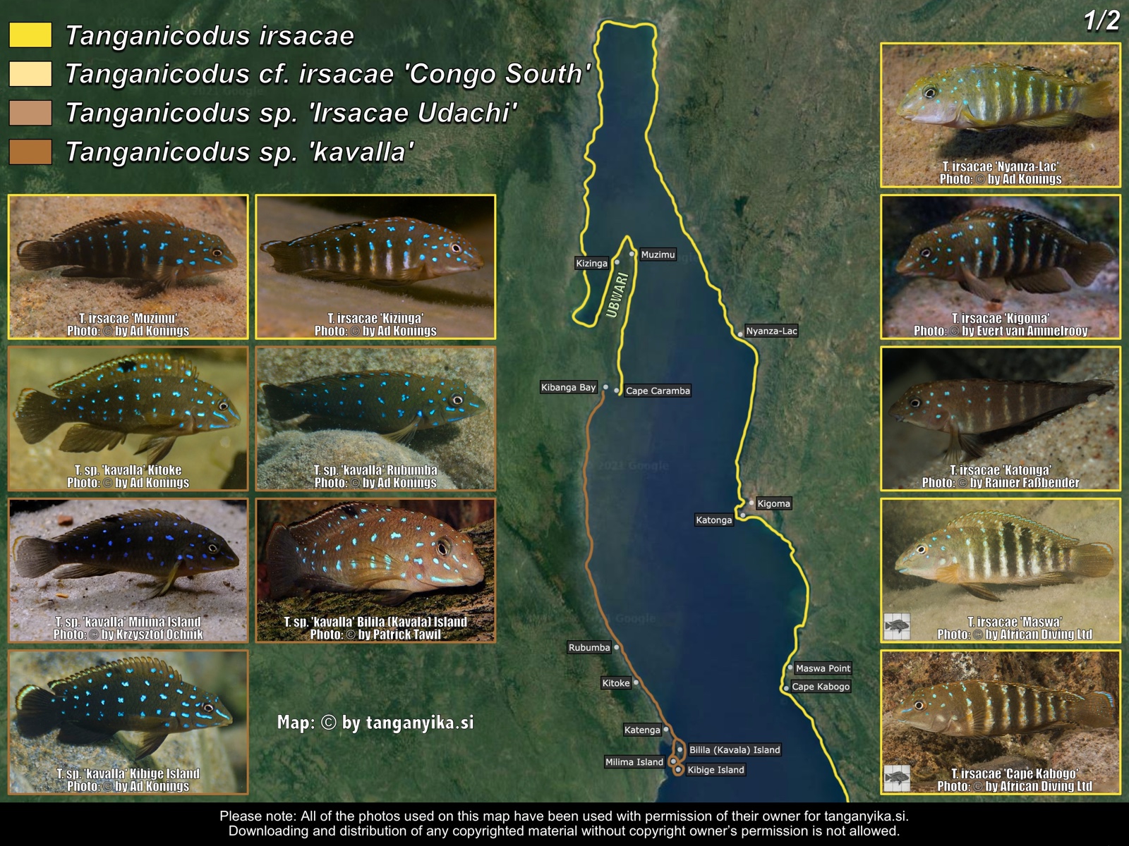 Tanganicodus (1/2) distribution map