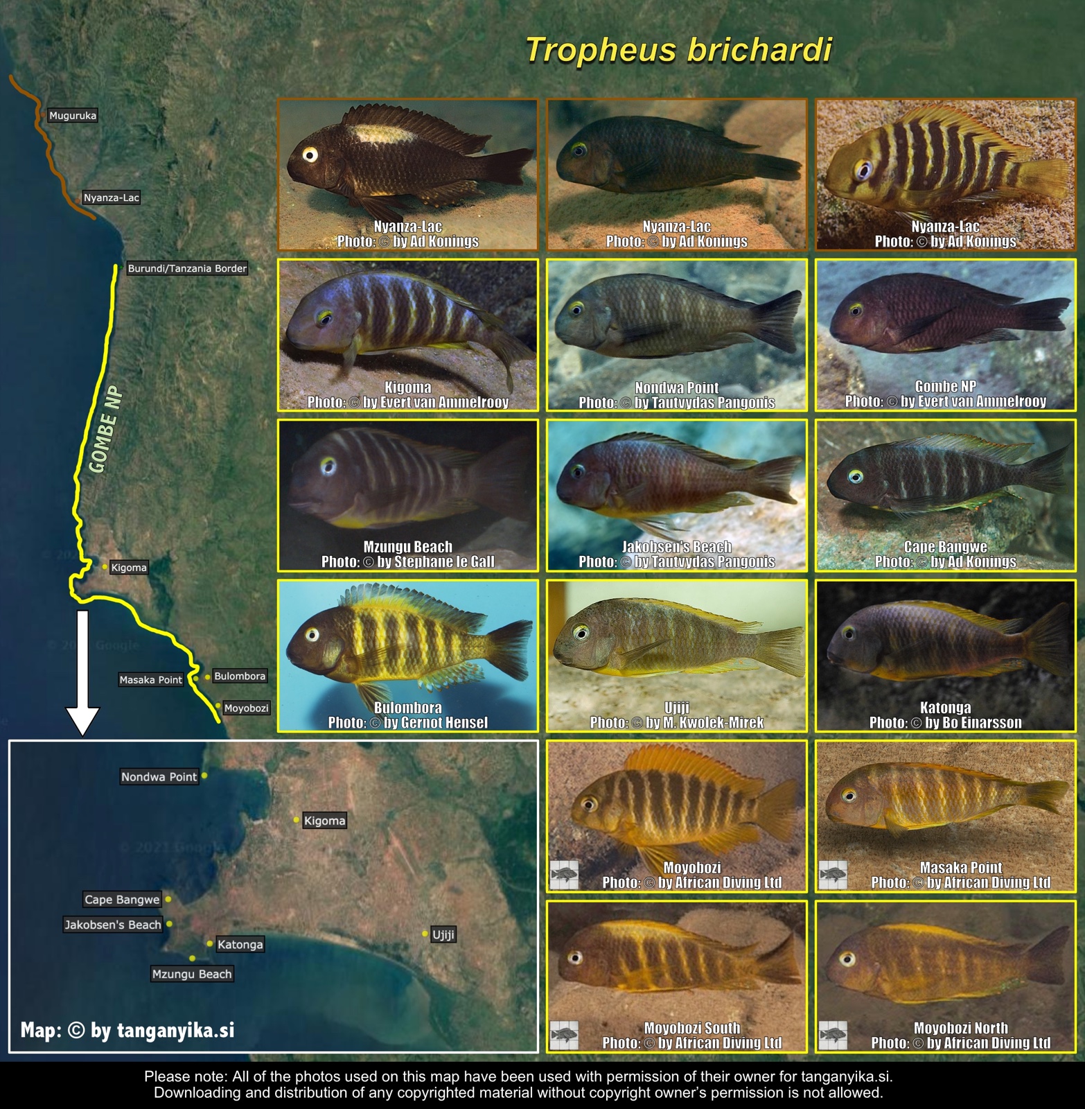 Tropheus brichardi distribution map