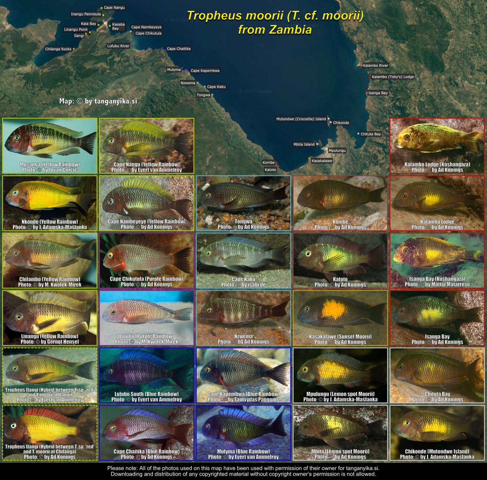 Tropheus moorii (T. cf. moorii) from Zambia distribution map