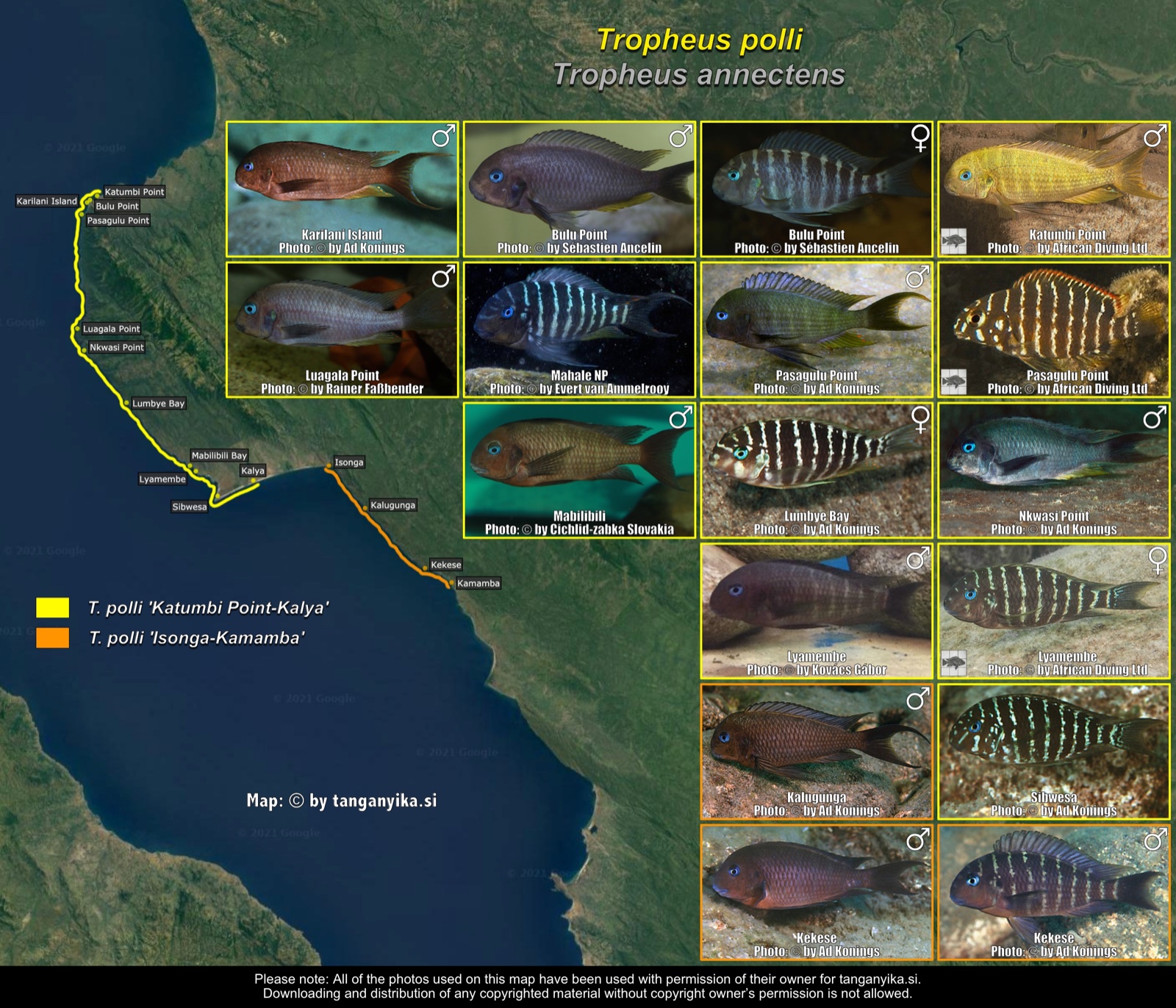 Tropheus polli distribution map