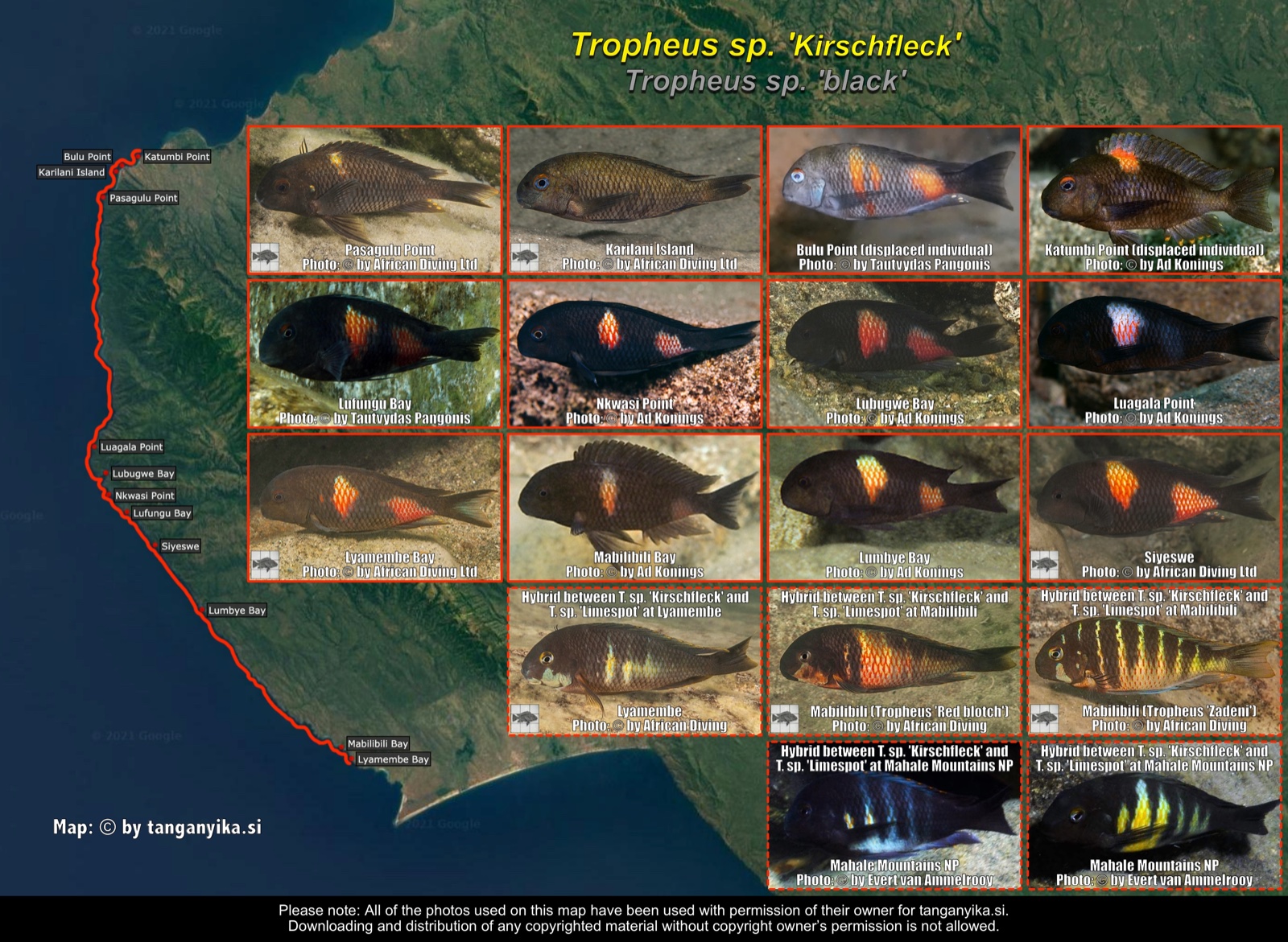 Tropheus sp. 'Kirschfleck' distribution map