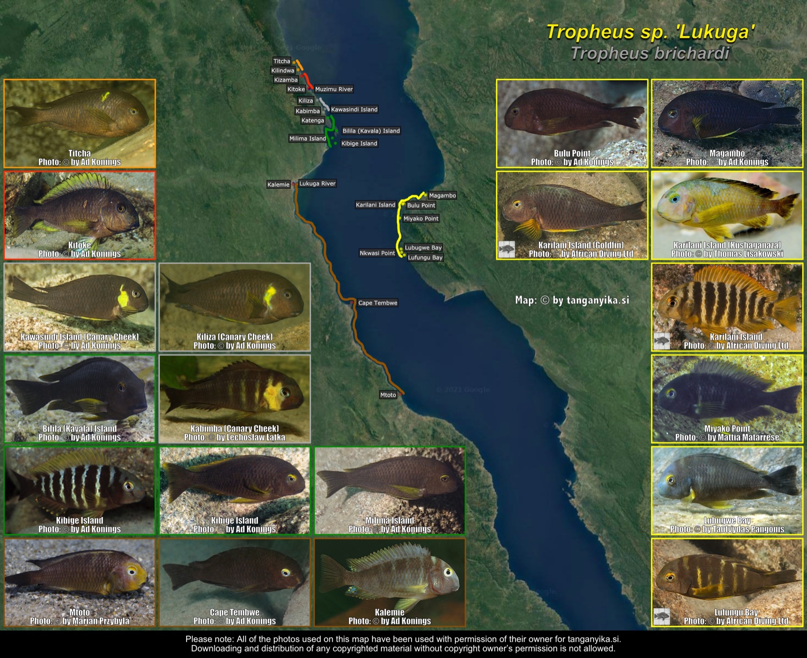 Tropheus sp. 'Lukuga' distribution map