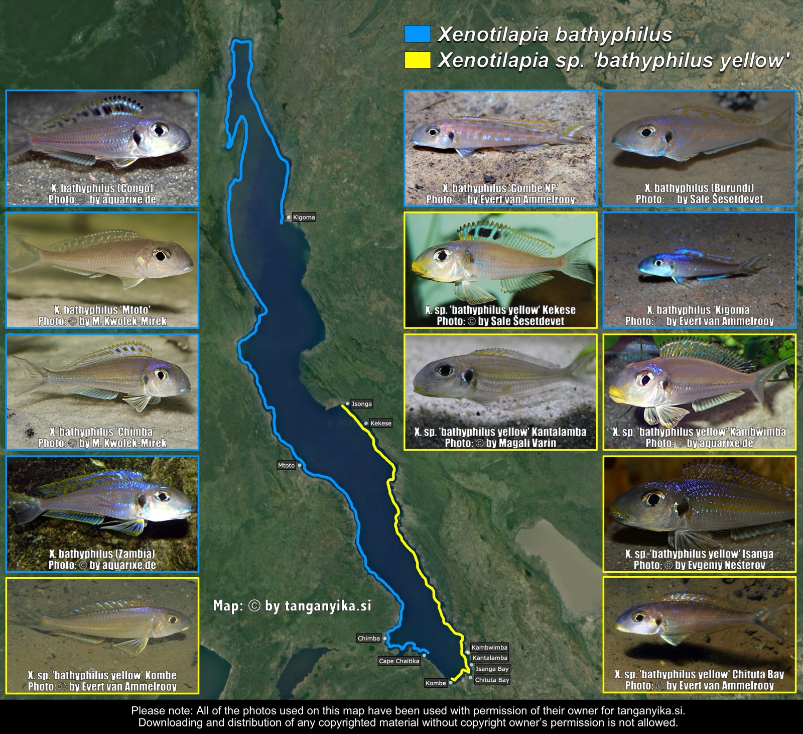 Xenotilapia bathyphilus & Xenotilapia sp. 'bathyphilus yellow' distribution map