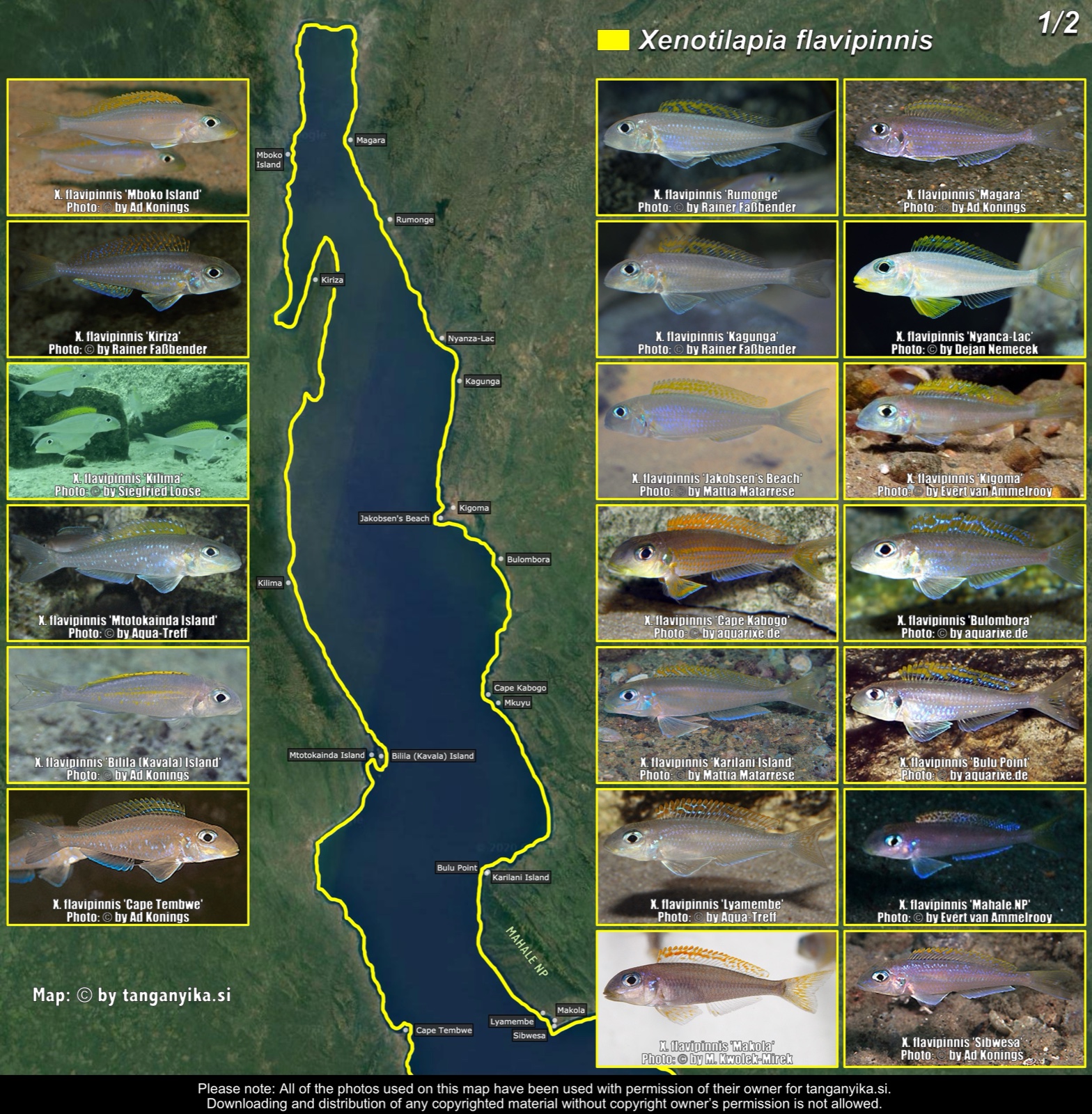 Xenotilapia flavipinnis (1/2) distribution map