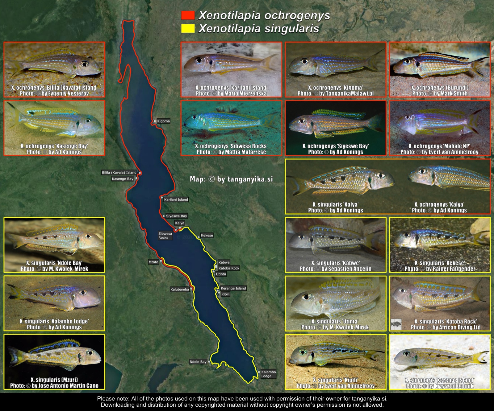 Xenotilapia ochrogenys & Xenotilapia singularis distribution map