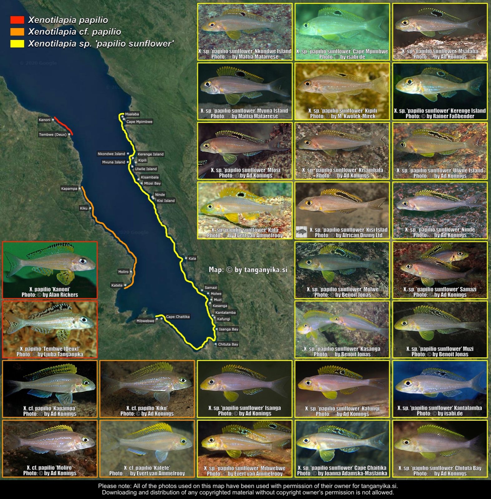 Xenotilapia papilio & X. sp. 'papilio sunflower' distribution map