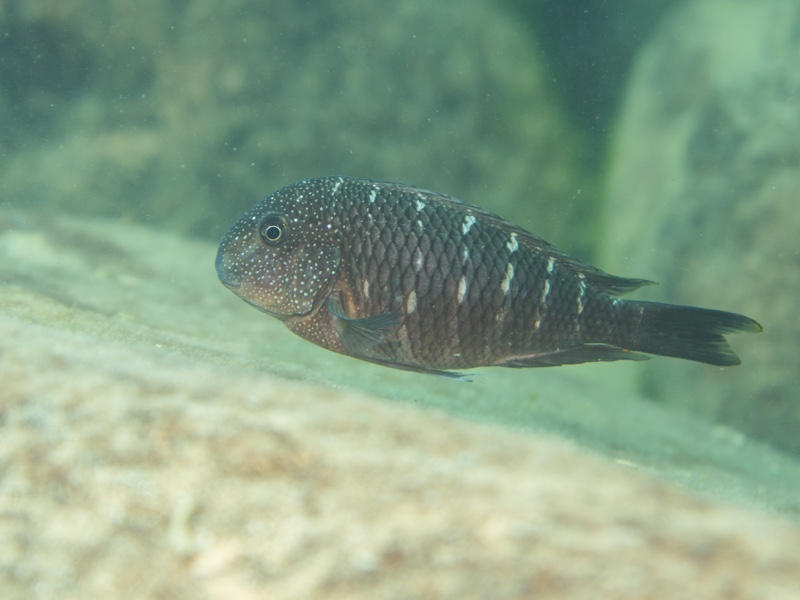 Tropheus sp. 'murago tanzania' Wampembe