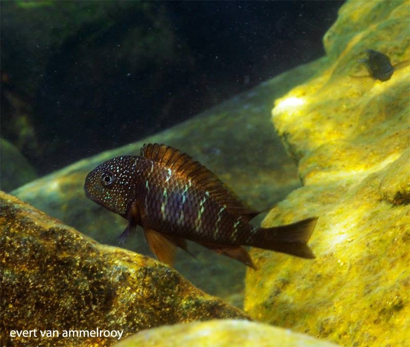 Tropheus sp. 'murago tanzania' Wampembe