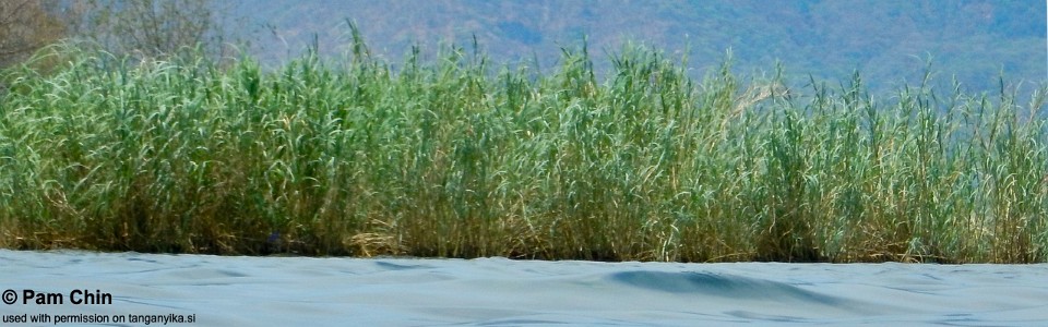 Kasakalawe, Lake Tanganyika, Zambia