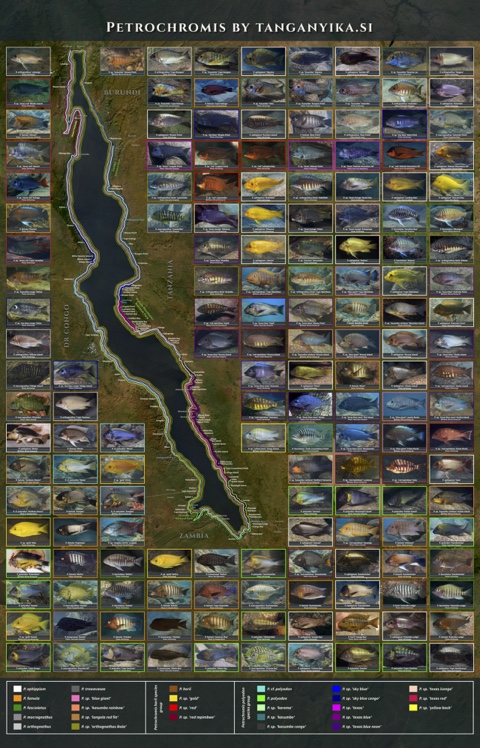 Petrochromis Poster