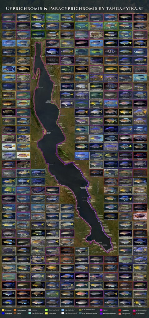 Cyprichromis & Paracyprichromis Poster