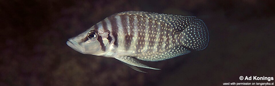 Altolamprologus calvus 'Nzwema'