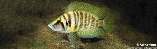 Altolamprologus calvus 'Chisanse'.jpg
