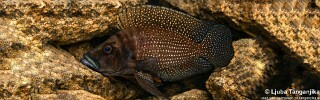 Altolamprologus calvus! 'Black Congo'.jpg