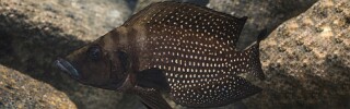 Altolamprologus calvus! 'Black Pectoral'.jpg