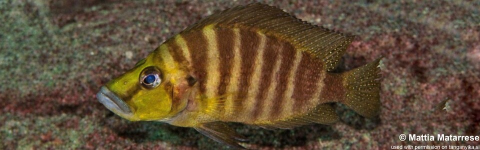 Altolamprologus compressiceps 'Kafyoko Point'