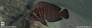 Altolamprologus compressiceps 'Mwaka Bay'.jpg