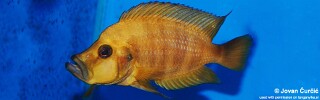 Altolamprologus compressiceps! 'Zaire Gold'.jpg
