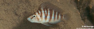 Altolamprologus sp. 'compressiceps shell' Cape Kachese.jpg