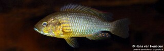 Astatoreochromis straeleni 'Malagarasi' (Drainage).jpg