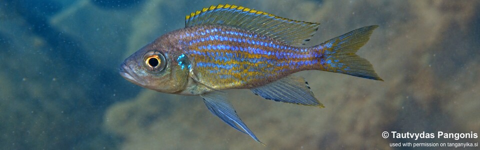 Aulonocranus dewindti 'Kalyeza Bay'