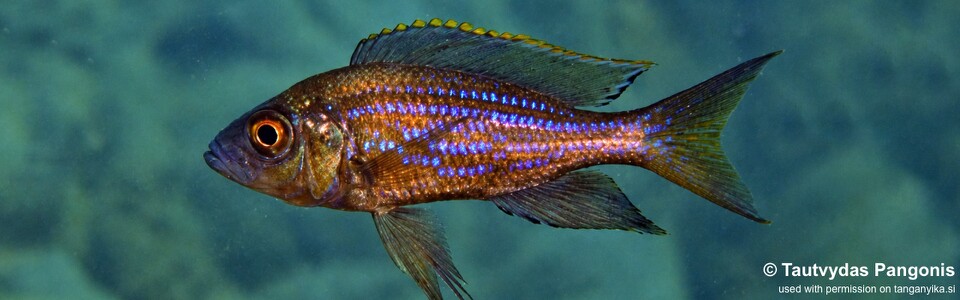 Aulonocranus dewindti 'Lyamembe'