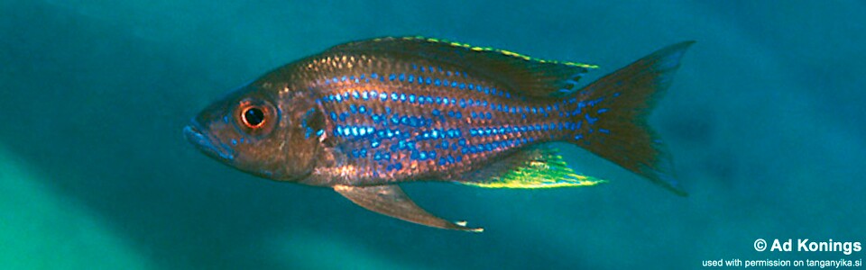 Aulonocranus dewindti 'Mabilibili Bay'