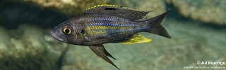 Aulonocranus dewindti 'Kamamba Island'.jpg