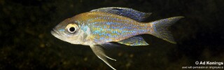 Aulonocranus dewindti 'Magambo'.jpg