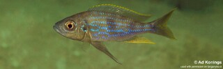 Aulonocranus dewindti 'Mtosi Bay'.jpg