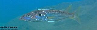 Bathybates ferox 'Mahale Mountains NP'.jpg