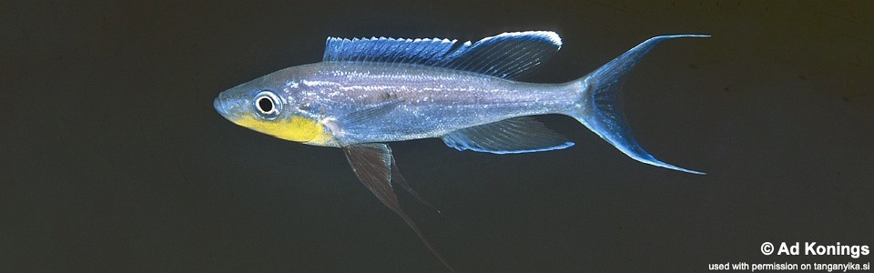 Benthochromis horii 'Msalaba'