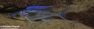 Benthochromis horii 'Jakobsens Beach'.jpg
