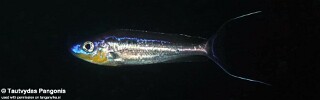 Benthochromis horii 'Lwilwi Island'.jpg
