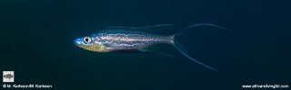 Benthochromis horii 'Mtosi Bay'.jpg