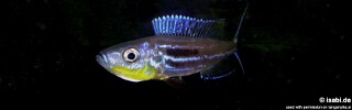 Benthochromis horii! 'Burundi'.jpg