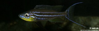 Benthochromis horii! 'Zambia'.jpg