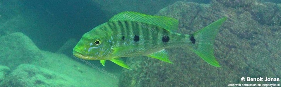 Boulengerochromis microlepis 'Ulwile Island'