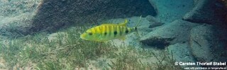 Boulengerochromis microlepis 'Mabilibili Bay'.jpg