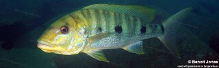 Boulengerochromis microlepis 'Maleza (Mamalesa) Island'.jpg