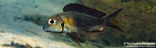 Callochromis macrops 'Jakobsens Beach'.jpg
