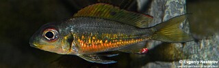 Callochromis melanostigma! 'Burundi'.jpg